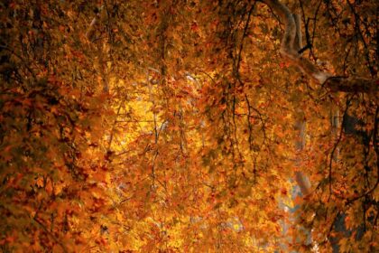 Woman in Red Jacket Walking on Pathway Between Trees