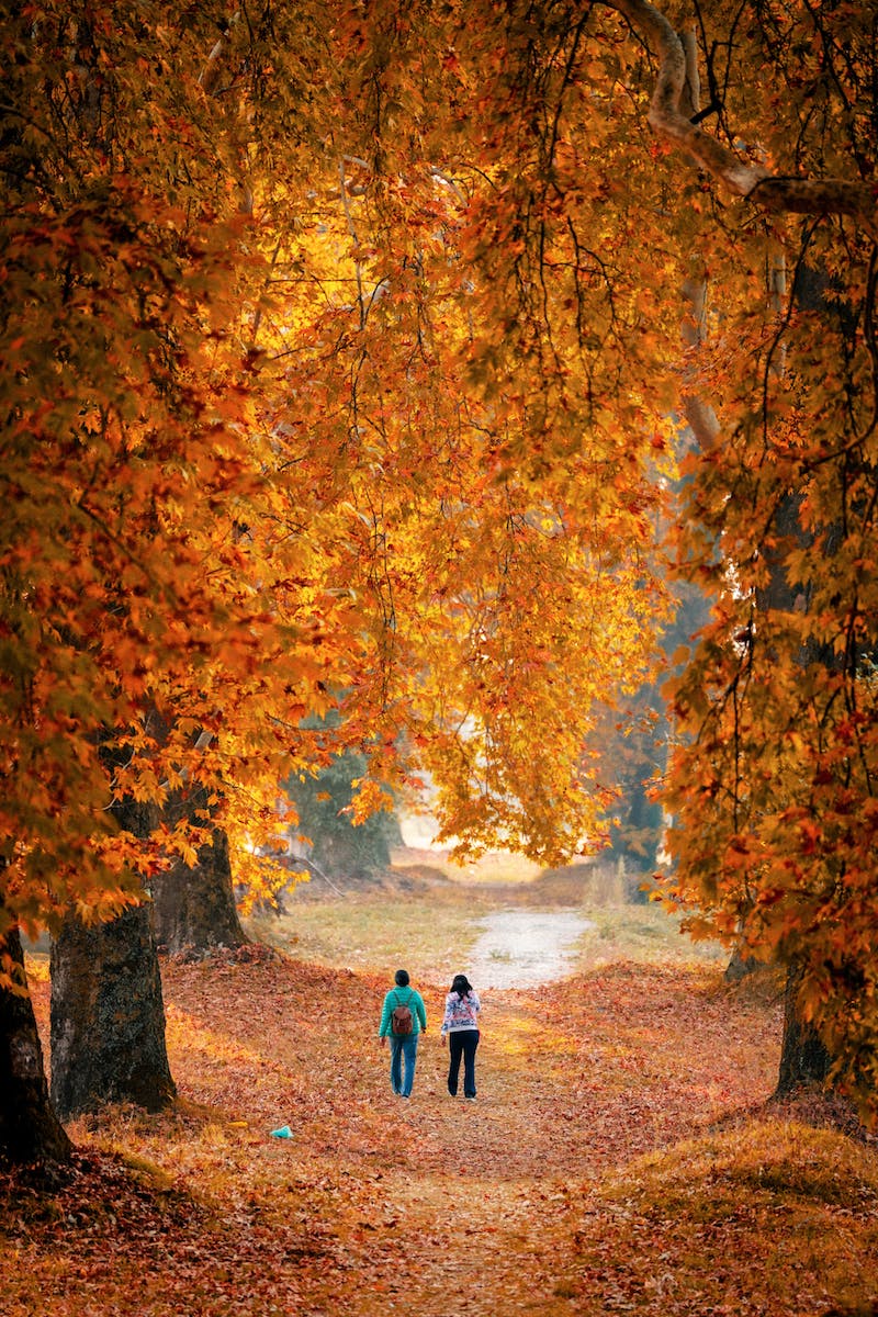 Woman in Red Jacket Walking on Pathway Between Trees