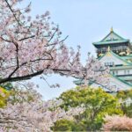 Close Up Photography of Cherry Blossom Tree