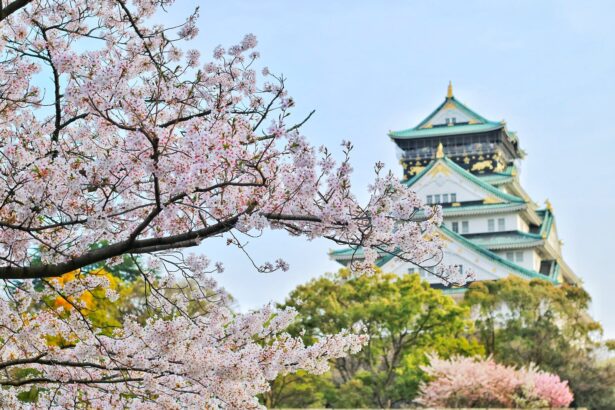 Close Up Photography of Cherry Blossom Tree