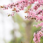 selective focus photography of pink sakura