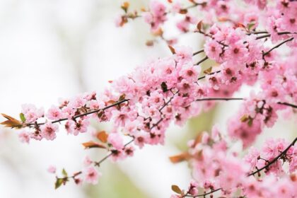 selective focus photography of pink sakura