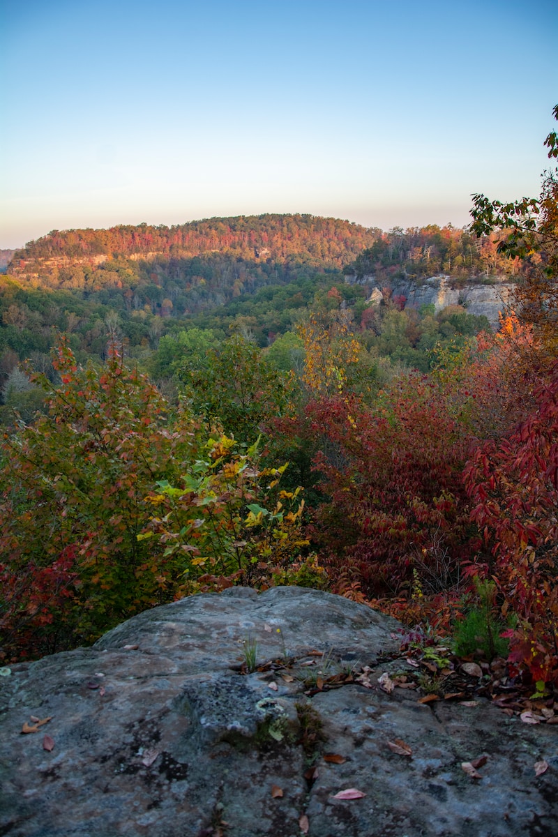 green and brown trees on mountain during daytime