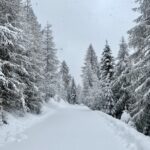 snow covered pine trees during daytime