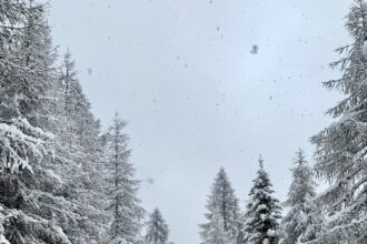 snow covered pine trees during daytime