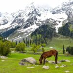 brown horse on green grass field near snow covered mountain during daytime