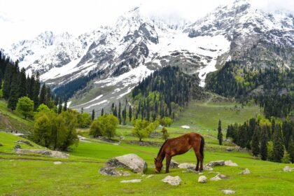 brown horse on green grass field near snow covered mountain during daytime