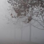 trees with fogs