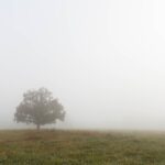 green tree with white dog during daytime